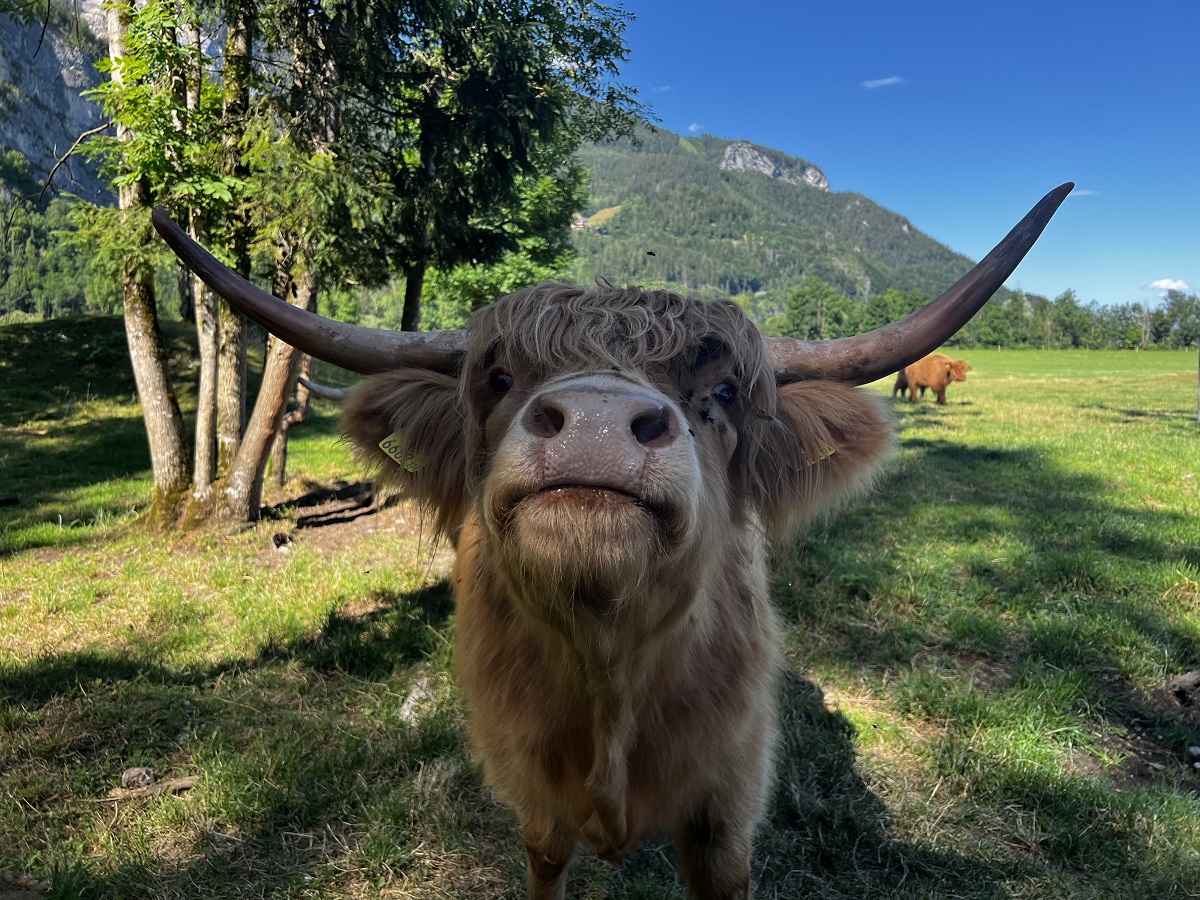 Hochlandrinder Zucht Tasch Steiermark