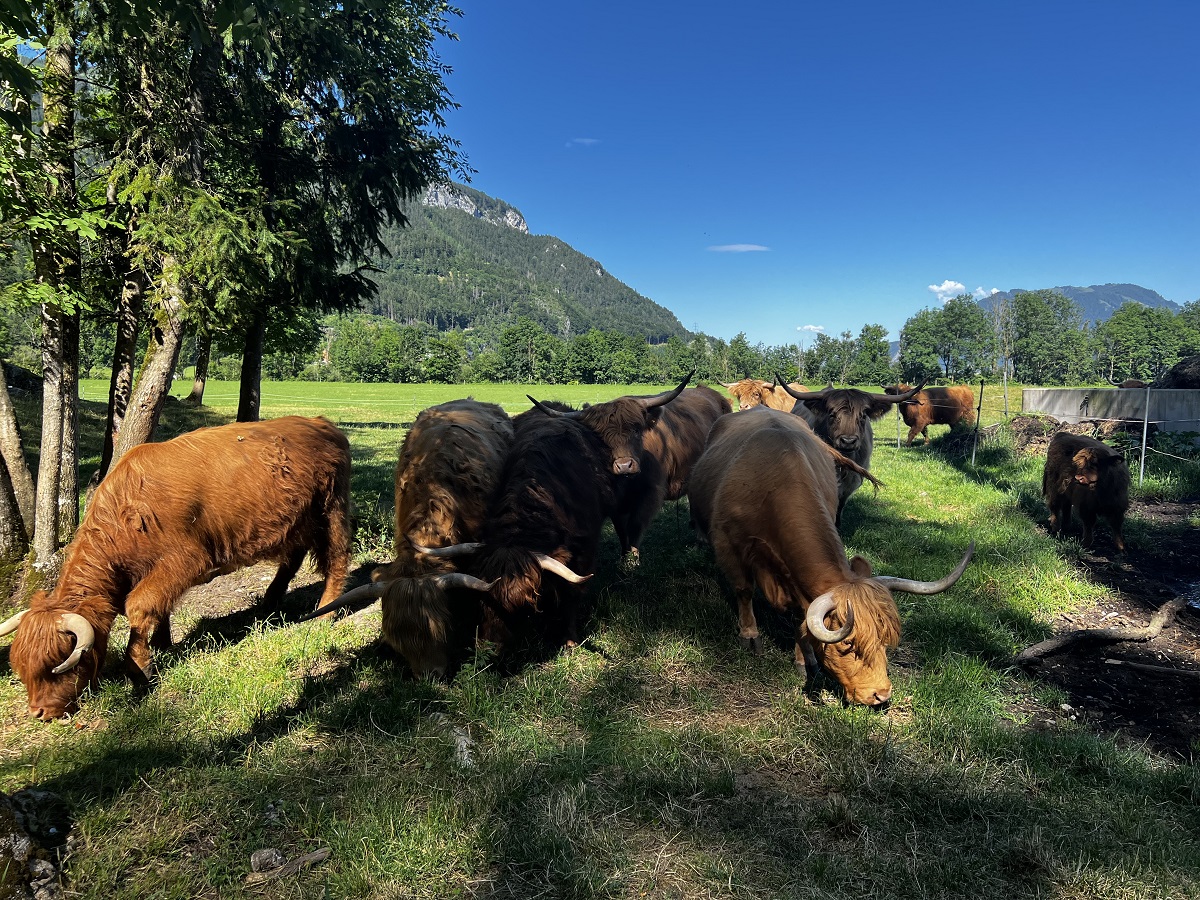 Hochlandrinder Zucht Steiermark Bauernhof Tasch