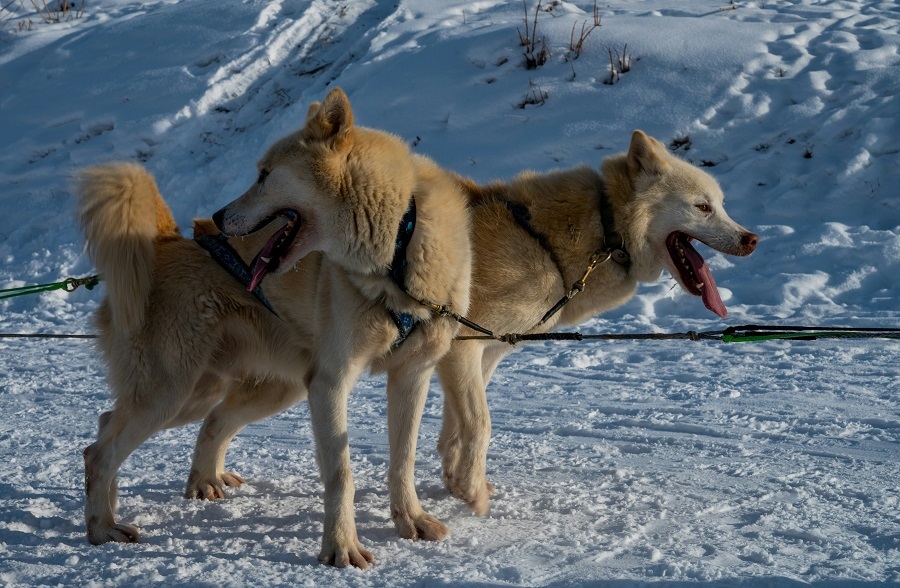 Husky-Wanderung in Schladming-Dachstein