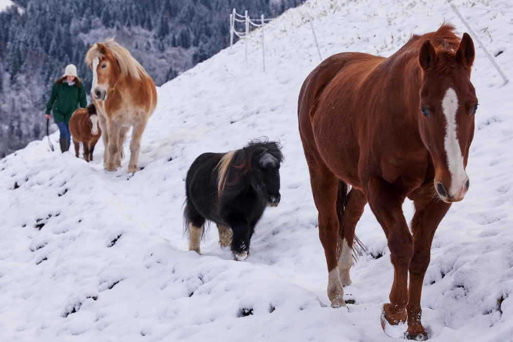L1040217_Familie_LaemmererWagner_20230118_(c)LMR web Bild: Pferdewanderung
