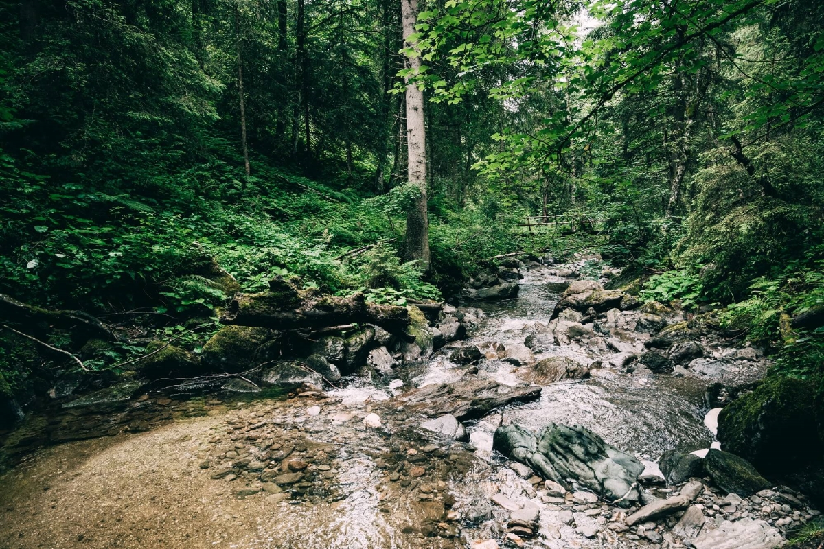Bild: Bach in einem Wald