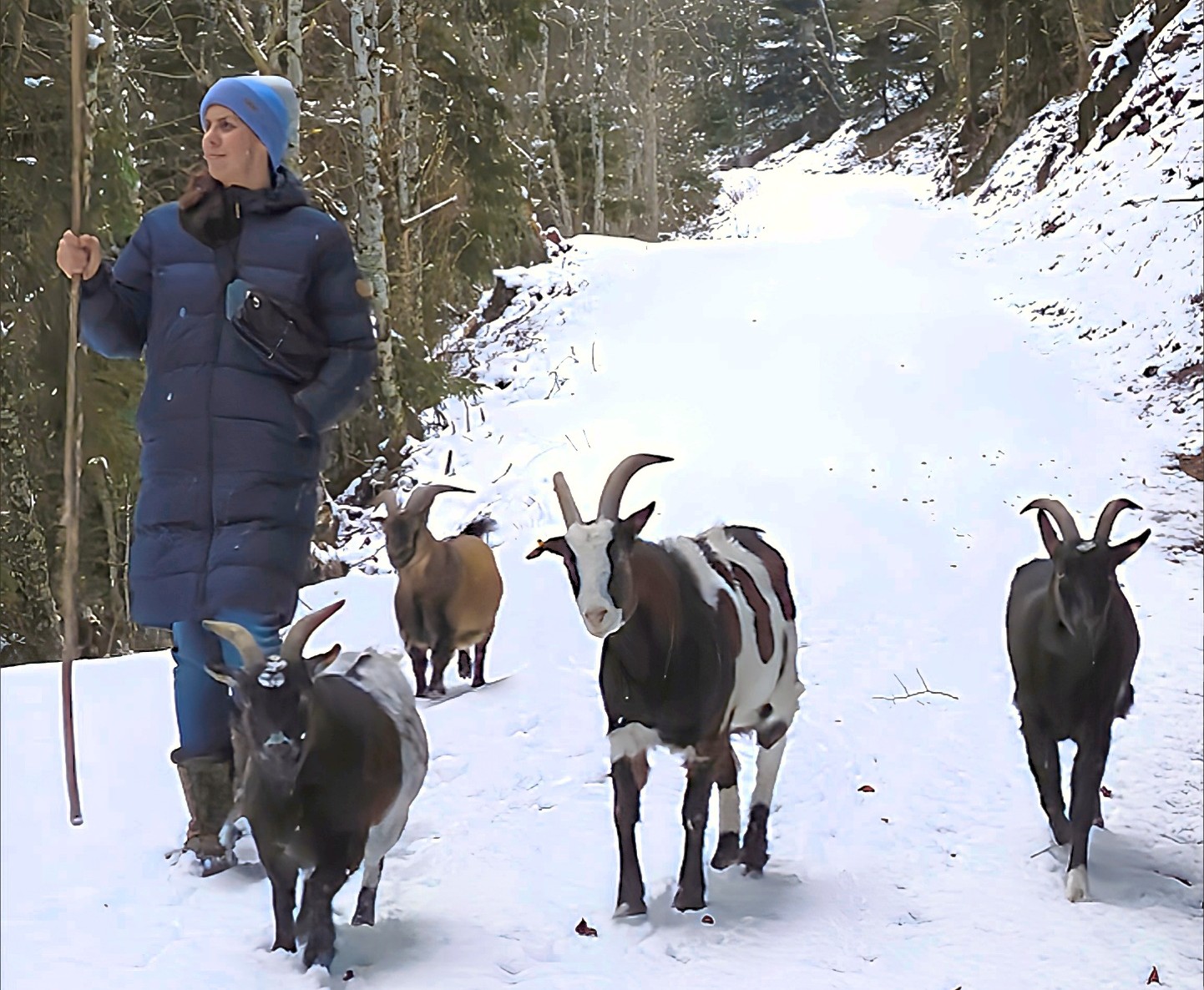 2025-11-26-21-15-40-694 quer Bild: Sandra und Ihre Ziegen bei einer Winterwanderung