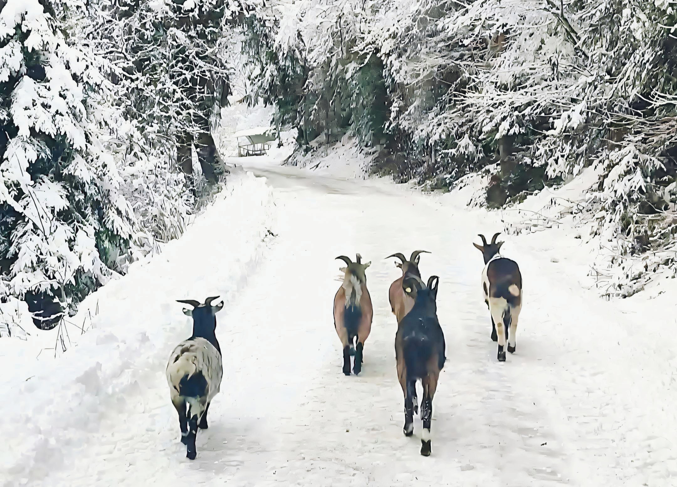 Utool-20251127-225117699 quer Bild: vier Ziegen in einer Winterlandschaft