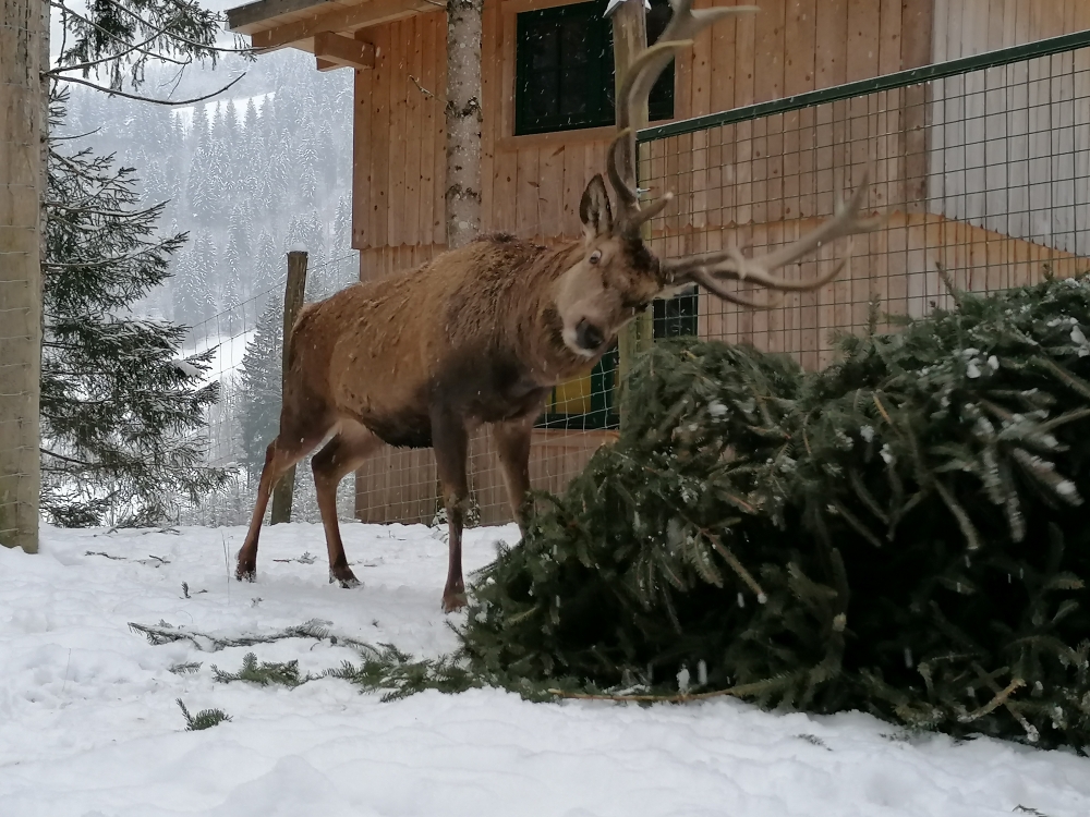 Hirsch_Prinz2 (c)Rotwild Huber web Bild: Rotwildfütterung © Rotwild Huber