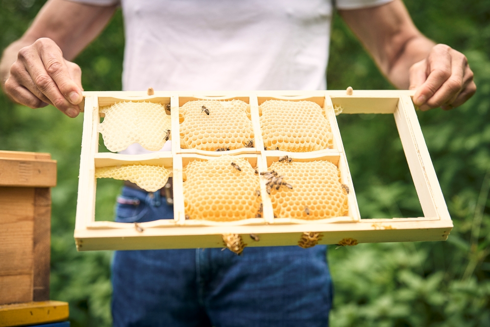 Bild: Imker mit Waben der Pichlarner Bienen