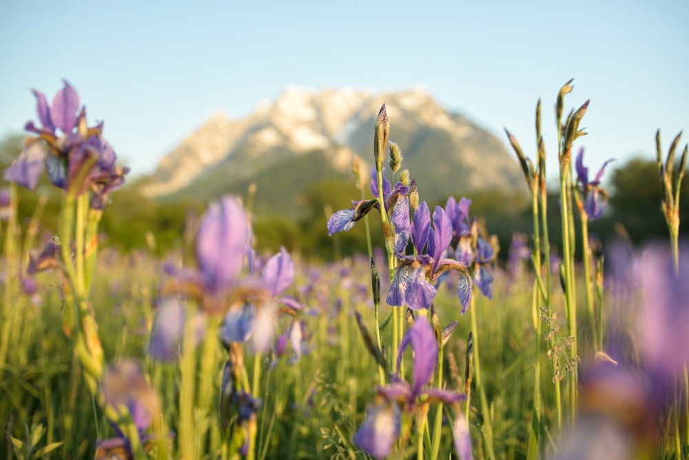 © Schladming-Dachstein-Marlene Eggmayr 5 Bild: Schwertlilien mit Grimming im Hintergrund