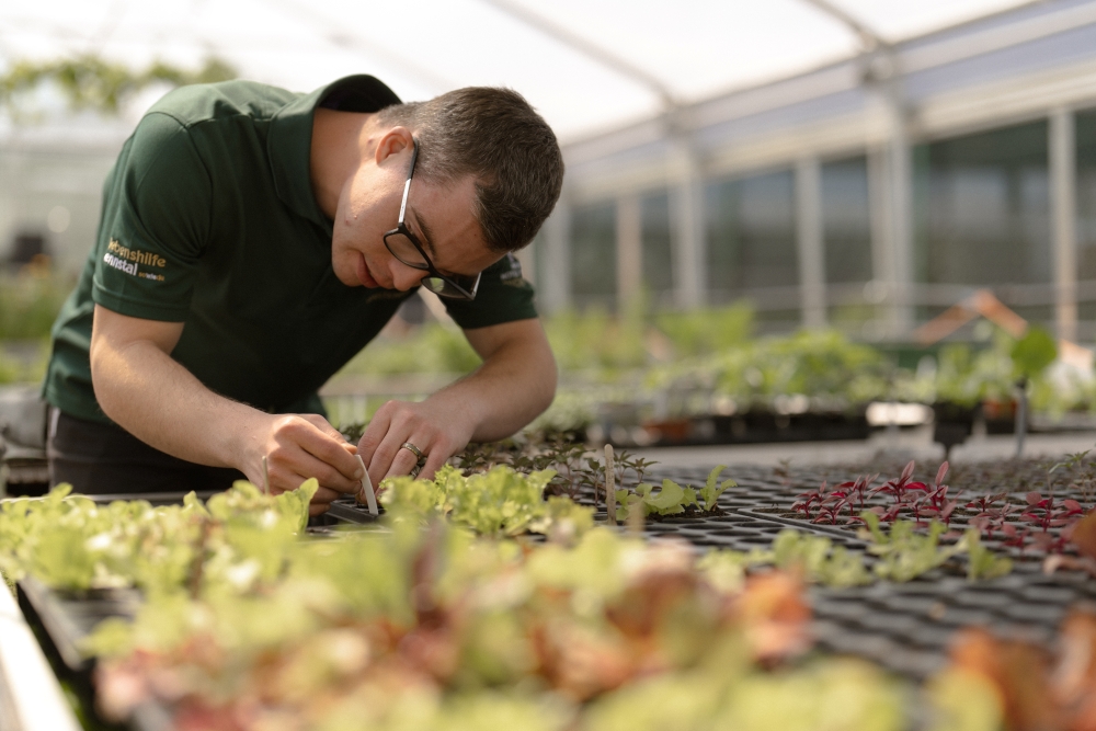 Pichlarn Castle_c-Thomas_Sattler-336 Photo: Gardeners from Lebenshilfe Ennstal planting in the Pichlarn greenhouse